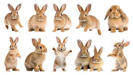 PNG brown rabbit design element set, transparent background