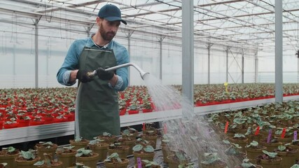 Happy male Gardener Waters Plants and Flowers with a Hosepipe in Sunny Industrial Greenhouse.