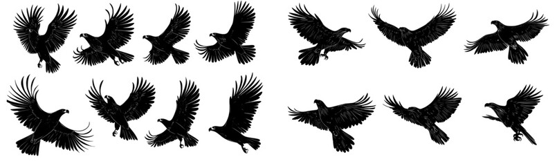 An eagle hawk bird swoops down on a white background in this silhouette set