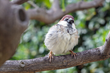 Passerotto italiano