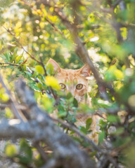 Fototapeta premium cat on tree