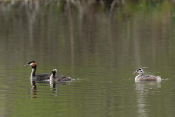 Grèbe huppé,.Podiceps cristatus, Great Crested Grebe, femelle et jeune