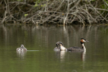 Grèbe huppé,.Podiceps cristatus, Great Crested Grebe, femelle et jeune
