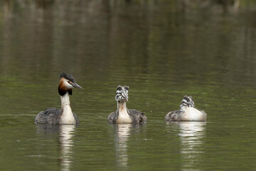 Grèbe huppé,.Podiceps cristatus, Great Crested Grebe, femelle et jeune