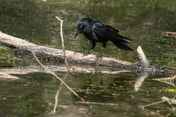 Corneille noire, Corvus corone, Carrion Crow