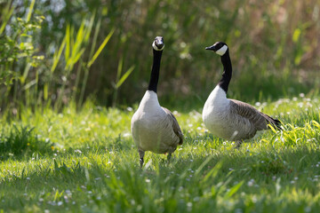 Bernache du Canada,.Branta canadensis, Canada Goose,