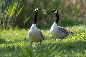 Bernache du Canada,.Branta canadensis, Canada Goose,