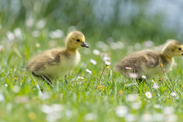 Bernache du Canada, jeune,.Branta canadensis, Canada Goose,
