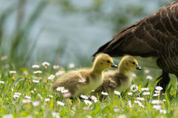 Bernache du Canada, jeune,.Branta canadensis, Canada Goose,