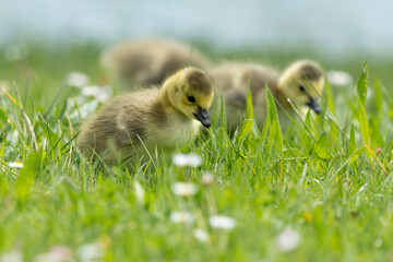 Bernache du Canada, jeune,.Branta canadensis, Canada Goose,
