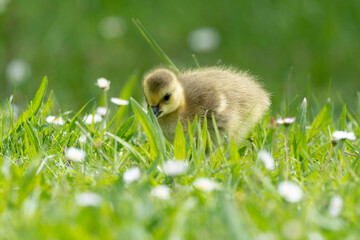 Bernache du Canada, jeune,.Branta canadensis, Canada Goose,