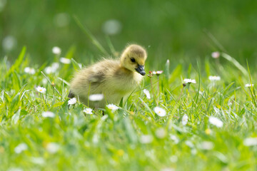 Bernache du Canada, jeune,.Branta canadensis, Canada Goose,