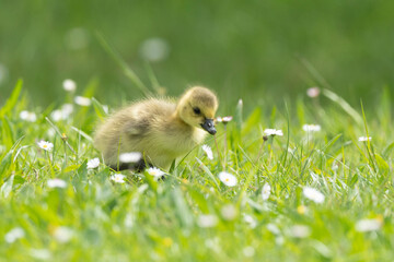 Bernache du Canada, jeune,.Branta canadensis, Canada Goose,
