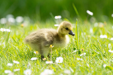 Bernache du Canada, jeune,.Branta canadensis, Canada Goose,
