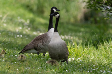 Bernache du Canada, femelle et jeune, .Branta canadensis, Canada Goose,
