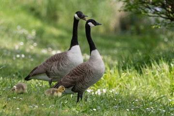 Bernache du Canada, femelle et jeune, .Branta canadensis, Canada Goose,