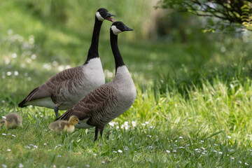 Bernache du Canada, femelle et jeune, .Branta canadensis, Canada Goose,