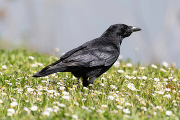 Corneille noire, Corvus corone, Carrion Crow