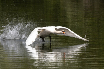 Cygne tubercul&eacute;, Cygnus olor,  Mute Swan