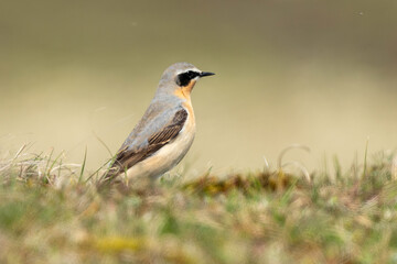 Traquet motteux,.Oenanthe oenanthe, Northern Wheatear