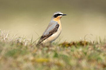 Fototapeta premium Traquet motteux,.Oenanthe oenanthe, Northern Wheatear