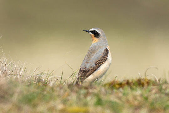 Traquet motteux,.Oenanthe oenanthe, Northern Wheatear