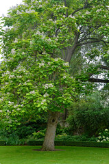 Fototapeta premium catalpa, catalpa bignonioides, pelouse, Jardins de l'ambassade de Grande Bretagne, Paris, France