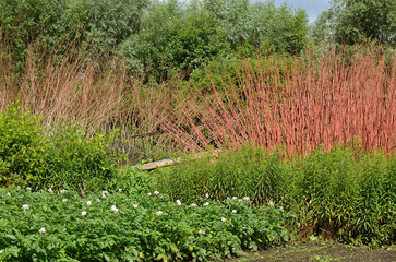 potager, pomme de terre, cultures maraîchères, les hortillonnages, Amiens, Région Picardie, 80, Somme, France