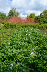 potager, pomme de terre, cultures maraîchères, les hortillonnages, Amiens, Région Picardie, 80,...