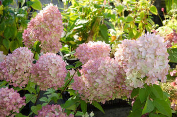 hortensia, hydrangea paniculata 'Magical candle'