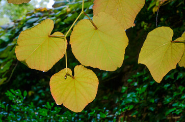 vigne de Coignet, Vitis coignetiae, Parc Tenbosch, Ixelles, Bruxelles, Belgique