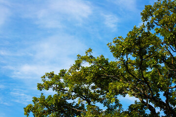Scenic view featuring cloudy sky and green tree leaves, peaceful nature landscape