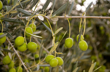 olivier, olive, olea europaea