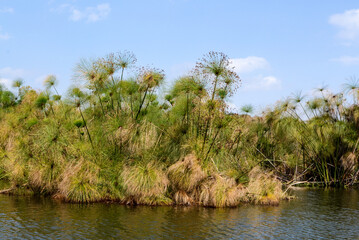 Papyrus, Cyperus papyrus, Parc national du lac Naivasha, Kenya, Afrique de l'Est