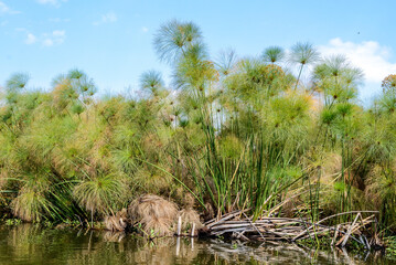 Papyrus, Cyperus papyrus, Parc national du lac Naivasha, Kenya, Afrique de l'Est