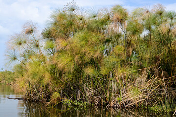 Papyrus, Cyperus papyrus, Parc national du lac Naivasha, Kenya, Afrique de l'Est