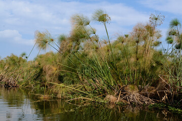 Papyrus, Cyperus papyrus, Parc national du lac Naivasha, Kenya, Afrique de l'Est