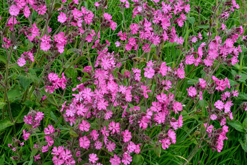 Silène dioïque, Compagnon rouge, Silene dioica