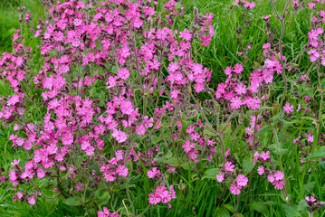 Silène dioïque, Compagnon rouge, Silene dioica