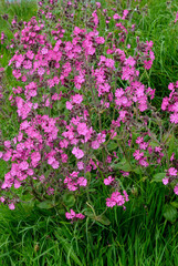 Silène dioïque, Compagnon rouge, Silene dioica
