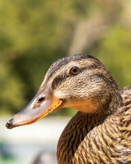 duck