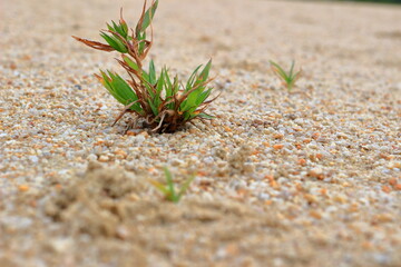 広場に生えてくる草