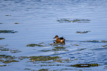 a wild duck floating on the water of a lake