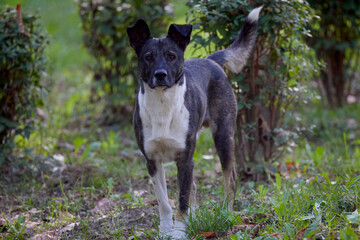 portrait with a cute dog in the park