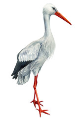 Watercolor stork, Detailed hand-painted white bird Isolated beige background, birds for wildlife art and rustic decor