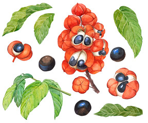 Illustration of guarana watercolor set. Organic superfood guarana. Paullinia cupana with plant branch, leaves, fruits and seeds. Food additive, source of caffeine, energy drink. Botanical illustration