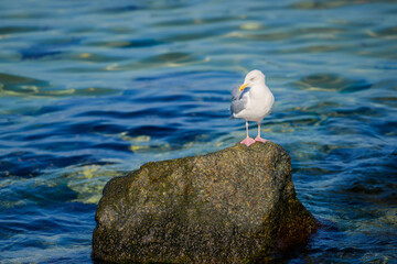 Ostseebad K&uuml;hlungsborn