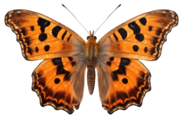 PNG Butterfly animal insect moth.