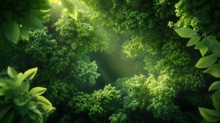 A dense forest canopy, capturing the richness and diversity of a natural ecosystem.