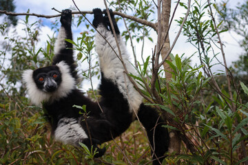 Black-and-white ruffed lemur (Varecia variegata) hanging on a branch in Analamazaotra National Park, Madagascar.